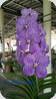 Vanda Yano Blue